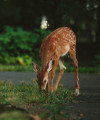 Photo of Lonnie Boles